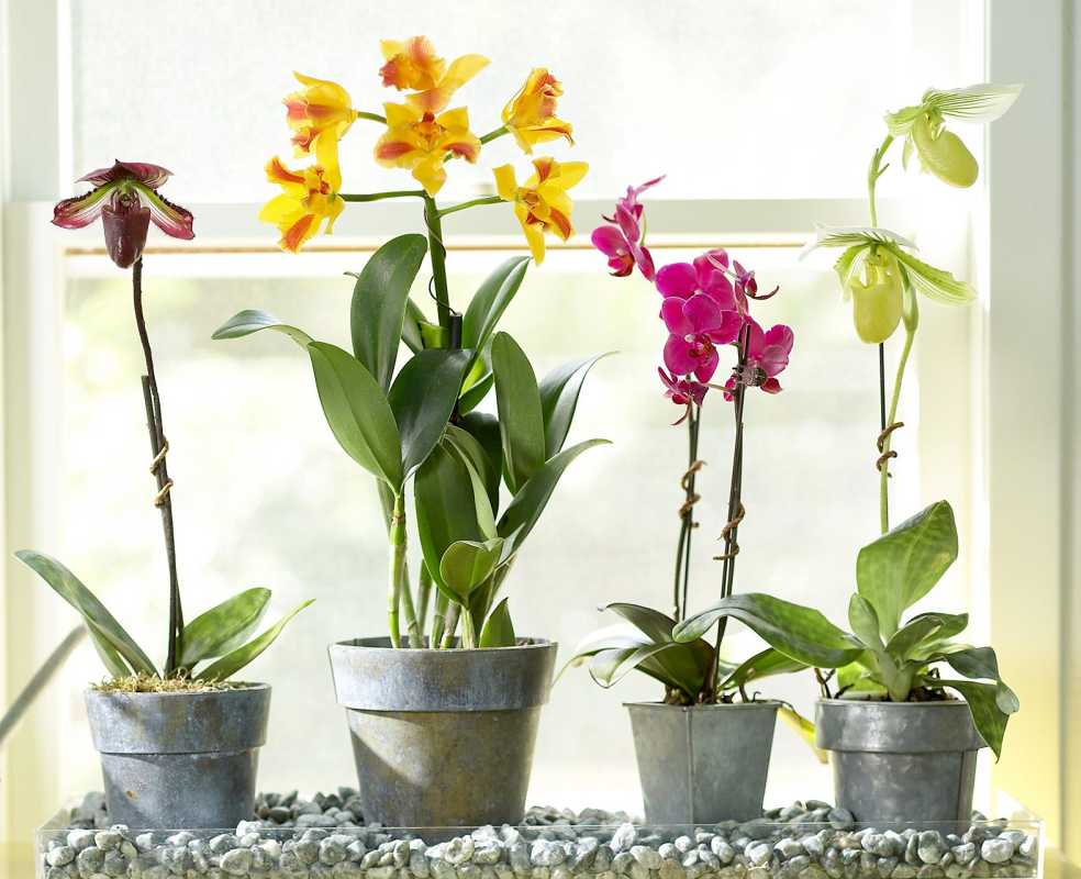 Plantas de orquídeas a lo largo del alféizar de la ventana.