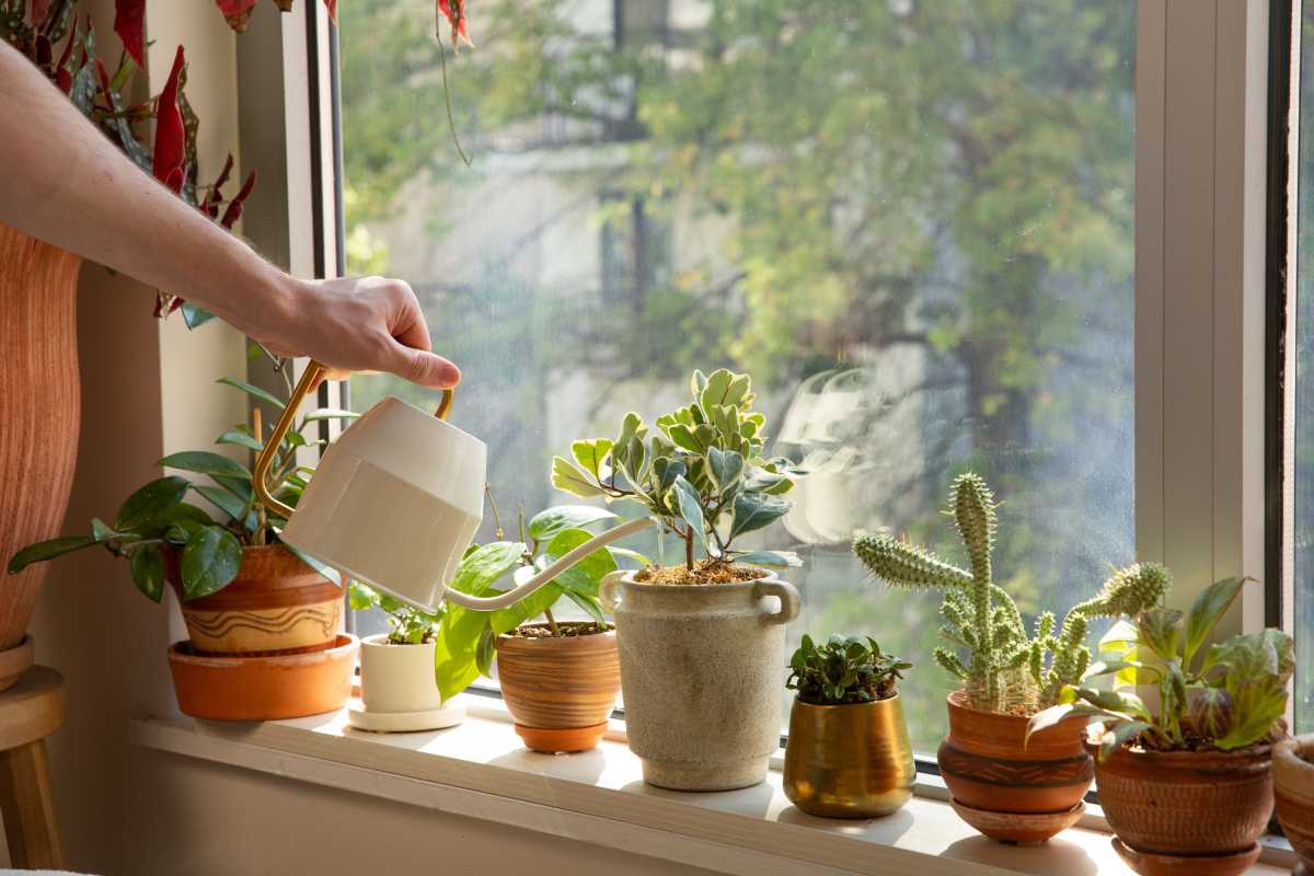 屋内植物に正しい水やりをする方法