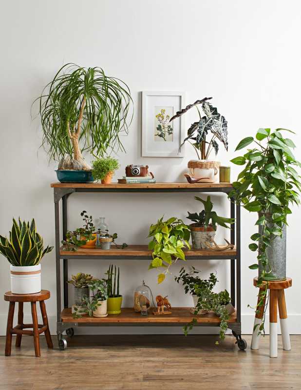 Cum să aranjați plantele în camera de zi pentru a adăuga stil natural