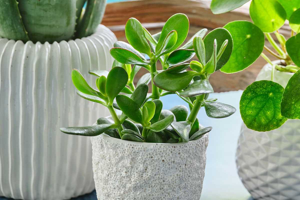 Cum să înmulți plantele de jad în sol sau apă
