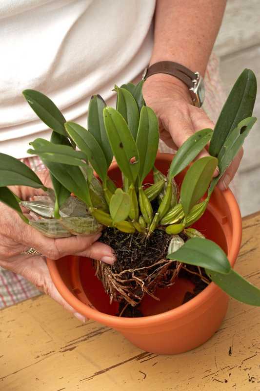 Человек помещает растение орхидеи в терракотовый горшок