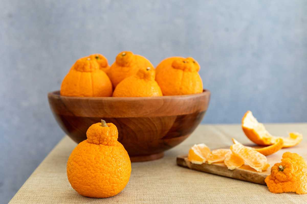 Säsongsbetonade Easy-Peel Sumo-apelsiner är ett måste-testa söt citrusfrukt