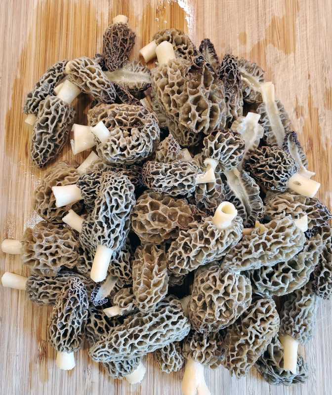 Morel-champignons koken – als je het geluk hebt er een paar te vinden