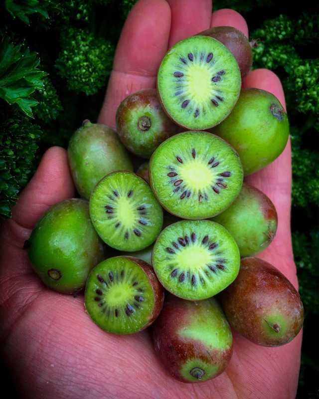 Le bacche di kiwi sono piccoli kiwi che non devi sbucciare