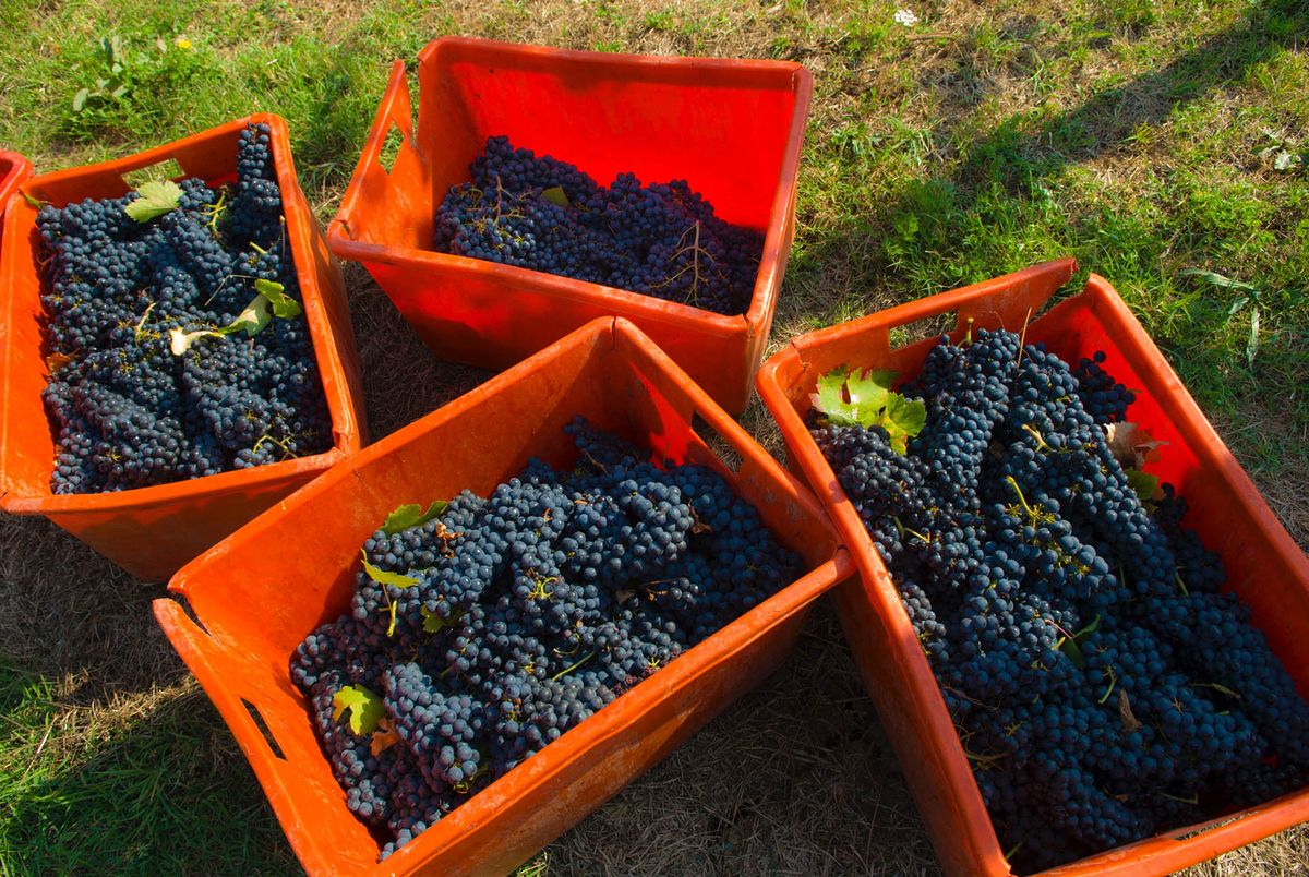 Ящики винограда Пино Неро в Oltrepò Pavese