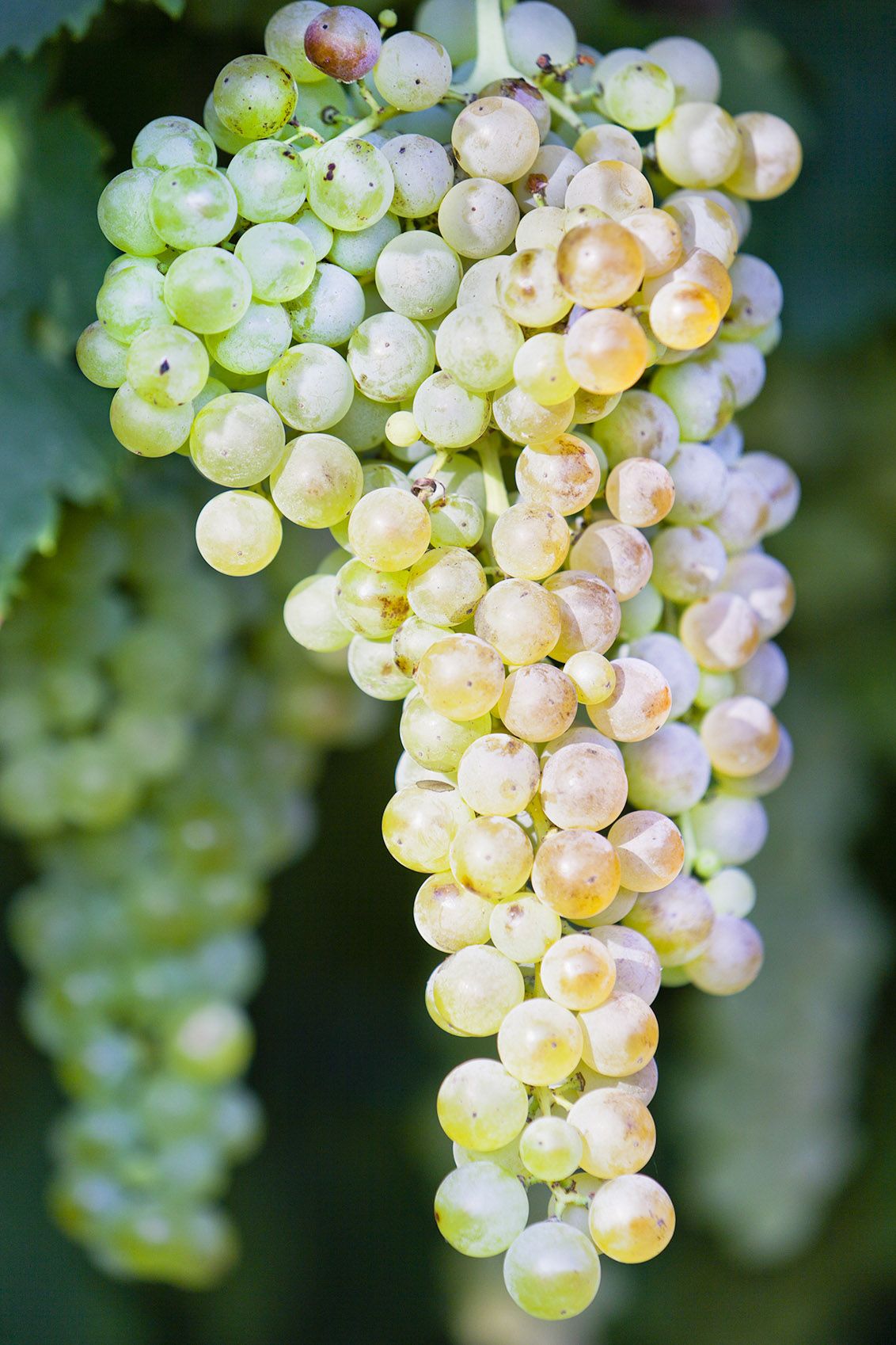 Navpični posnetek zelo zelenega zrelega grozdja, tanke lupine