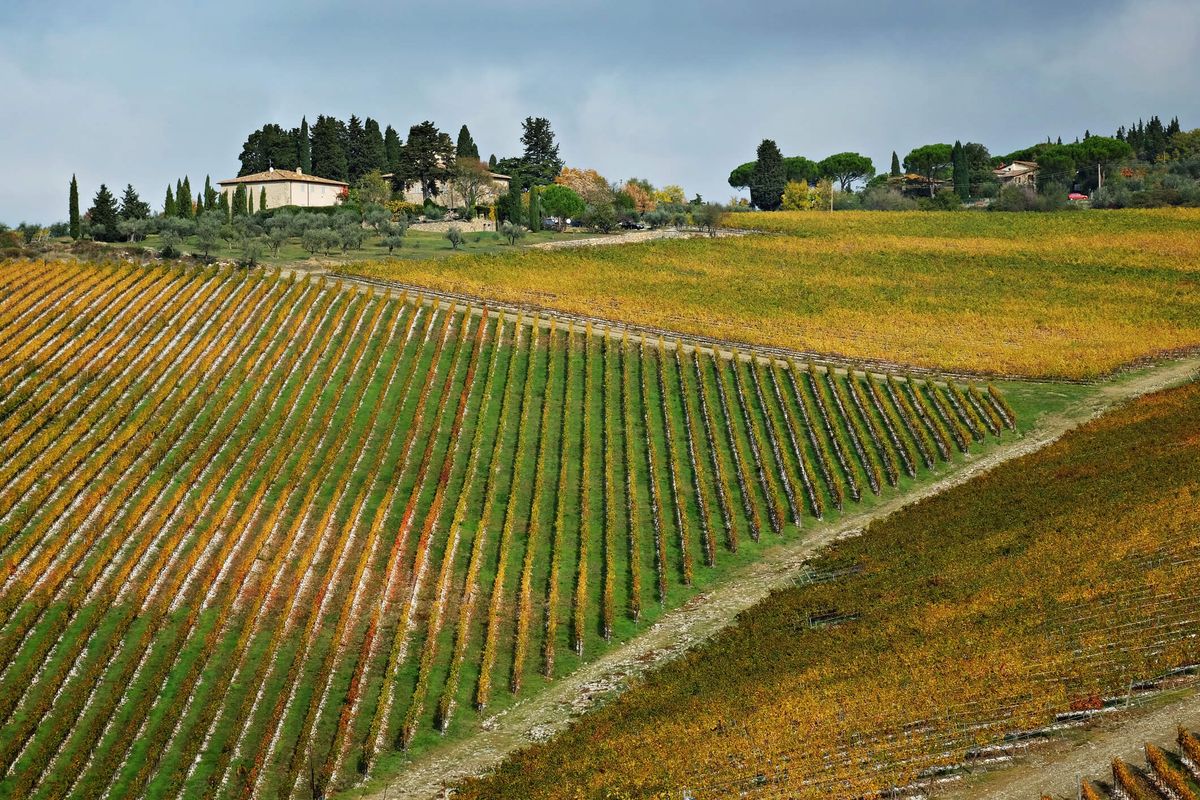 Szőlőültetvények egy lejtőn, tetején részben homályos olasz villa