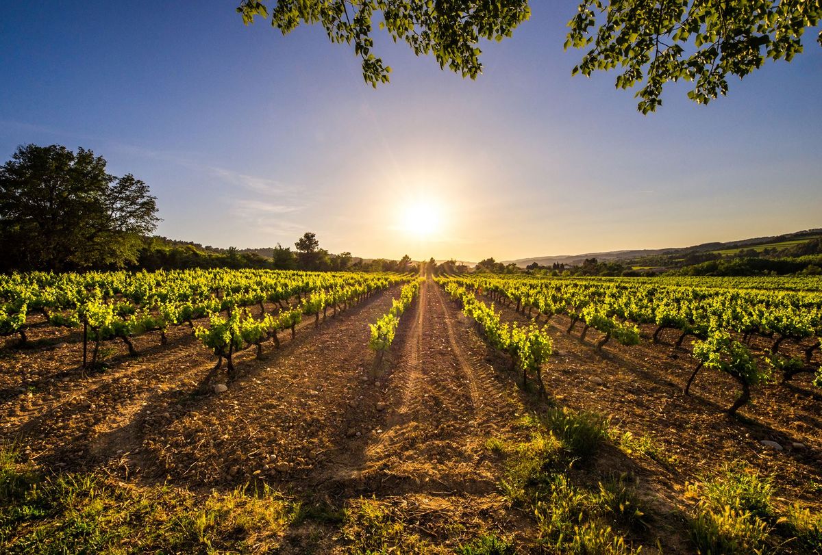 A szőlőültetvények a Bodegas Faustino-ban, Rioja, Spanyolország / Fotó jóvoltából Bodegas Faustino