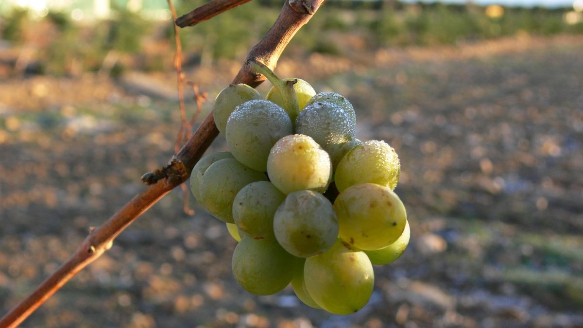 Tulevaa viiniä edelleen viiniköynnöksessä Bodegas Copaboca / Photo courtesy Bodegas Copaboca