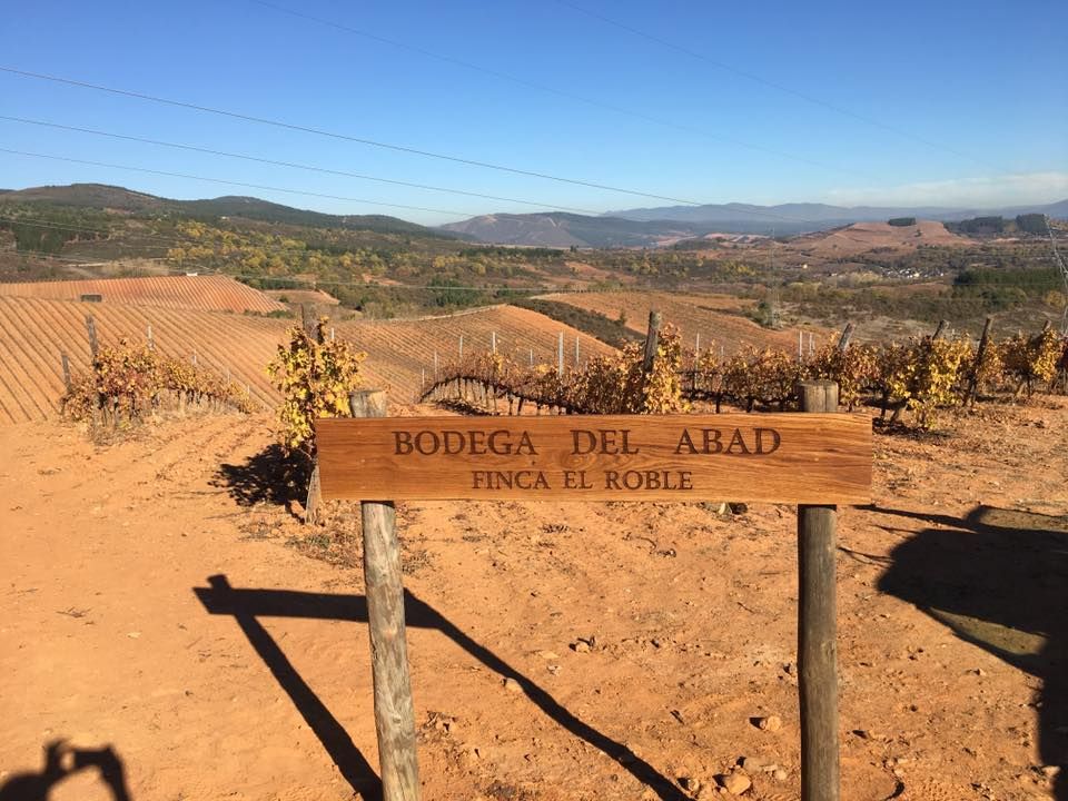 Pogled na vinograde u Bodega del Abad, Bierzo, Španjolska / Fotografija ljubaznošću Bodega del Abad