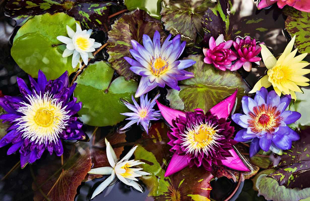 Jak sadzić i uprawiać lilie wodne