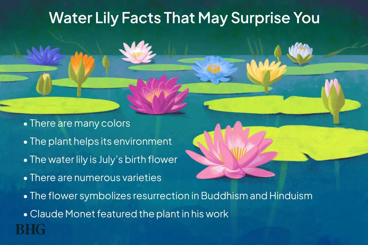 6 факта за водните лилии, които ще ви накарат да ги обичате още повече