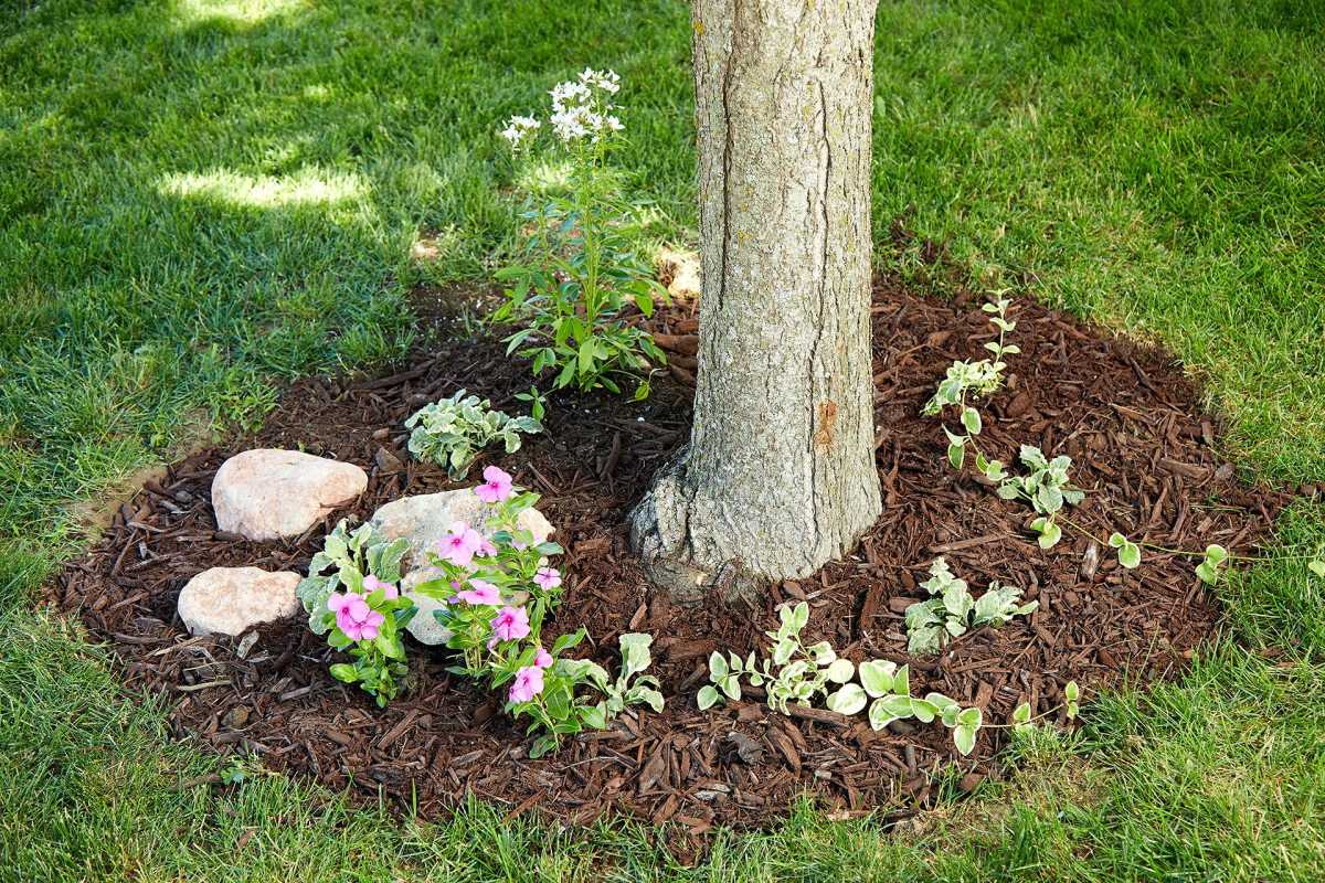 3 tips för landskapsplanering runt träd för att klä upp din trädgård
