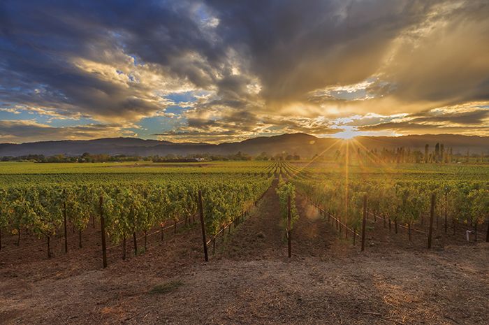 USDA avaldab California esialgse viinamarjapurustamise aruande