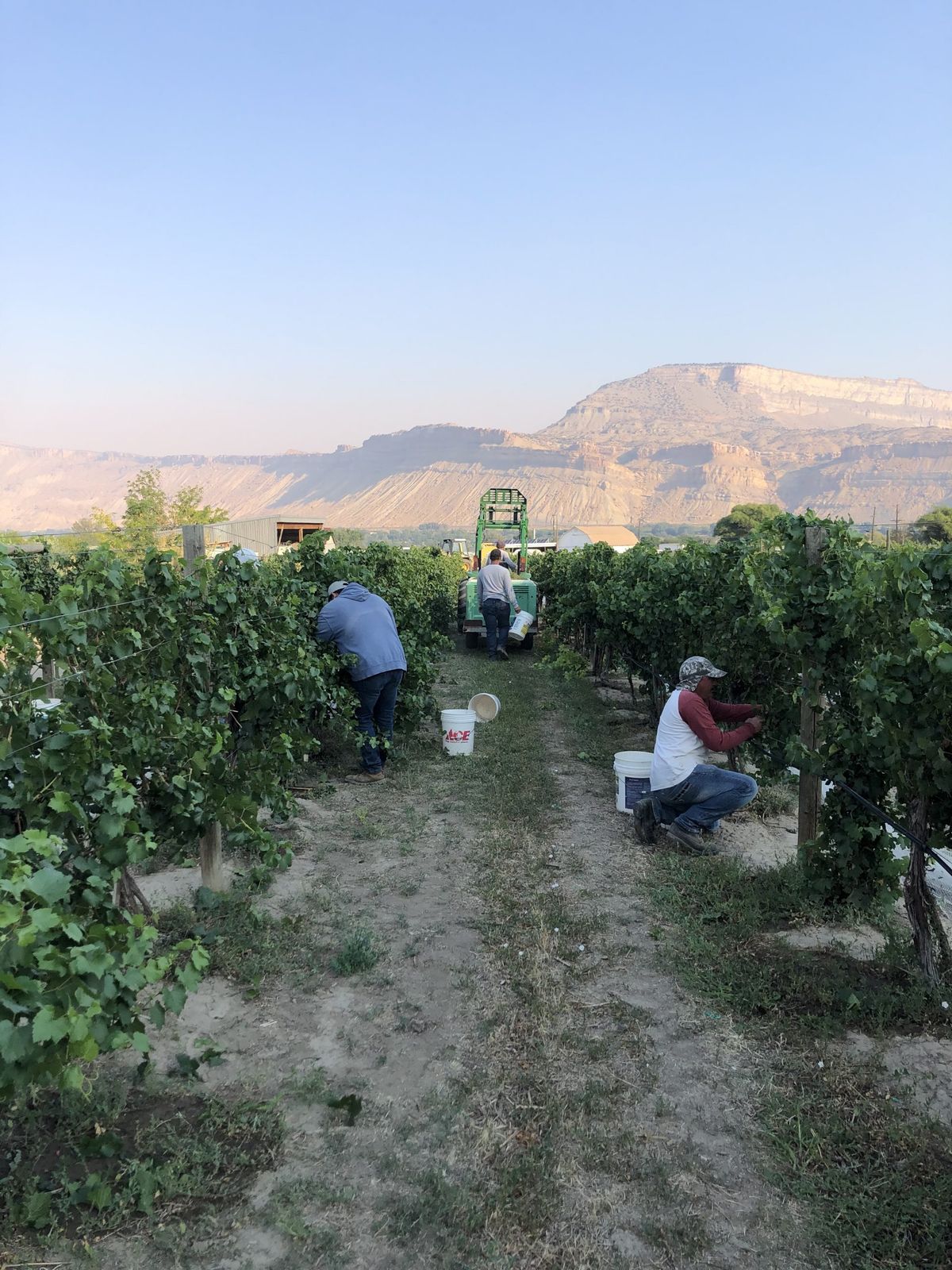 Høstning af vinmarker ejet af Colorado Vineyard Specialist i midten af ​​august