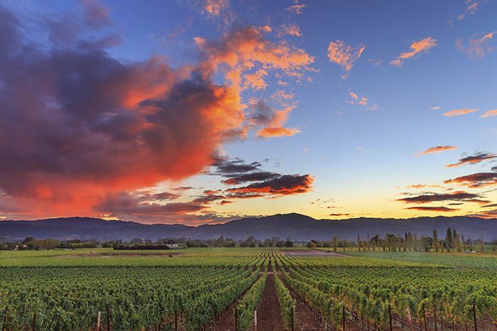 ¿El Valle de Napa votará para desacelerar el desarrollo del viñedo?