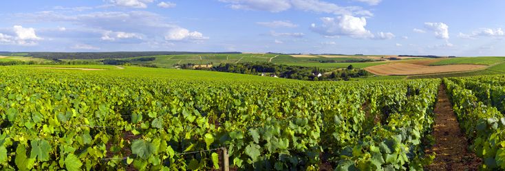 Els Estats Units són el major importador de Borgonya, per error ... vins de Borgonya