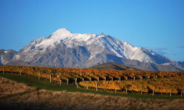 Uuden-Seelannin viinien vienti on ennätyksellisen korkea