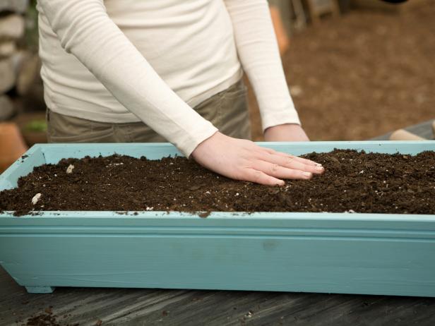 Nostipriniet augsni, lai pārliecinātos, ka augsne un sēklas labi saskaras.