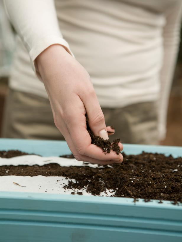 심기 위해서는 토양 표면에 종자 테이프를 놓고 바람이 움직이지 않도록 바위 나 돌로 무게를가합니다. 씨앗 패킷에 권장되는 깊이까지 흙으로 덮으십시오.