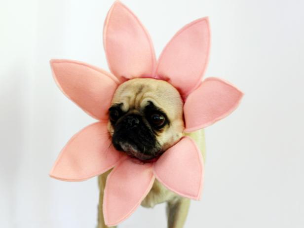 CI-Carla-Wiking_Hlloween-dog-costume-flower_h