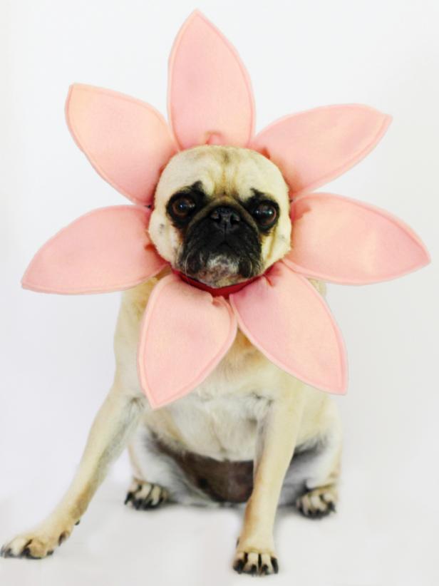 Készítsen egy virágos Halloween jelmezt kutyának