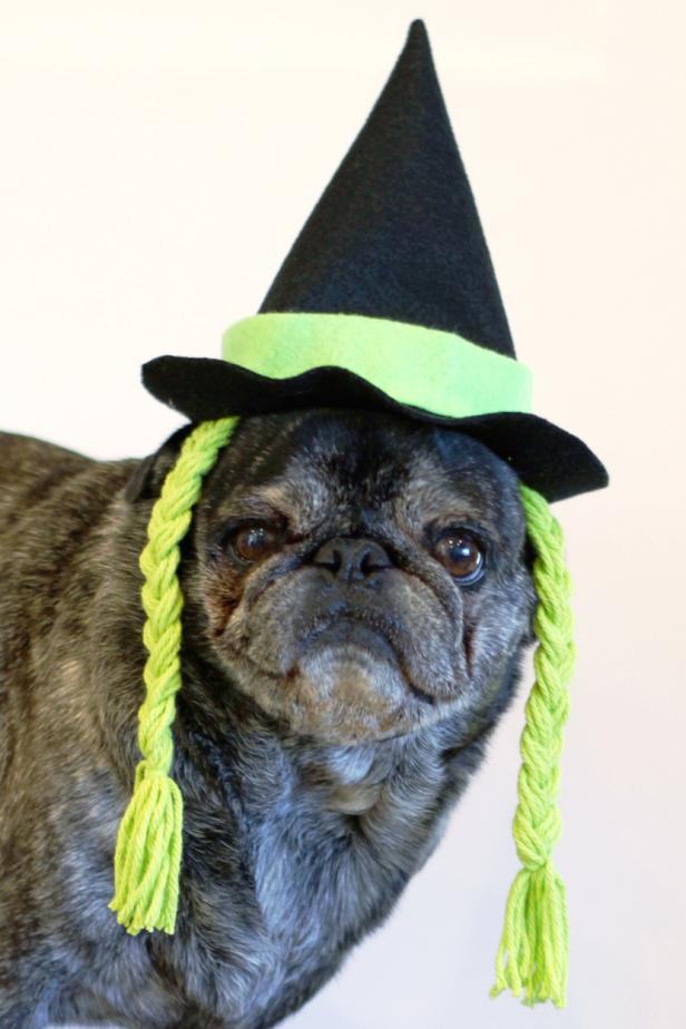 Как сделать шляпу ведьмы на Хэллоуин для вашей собаки