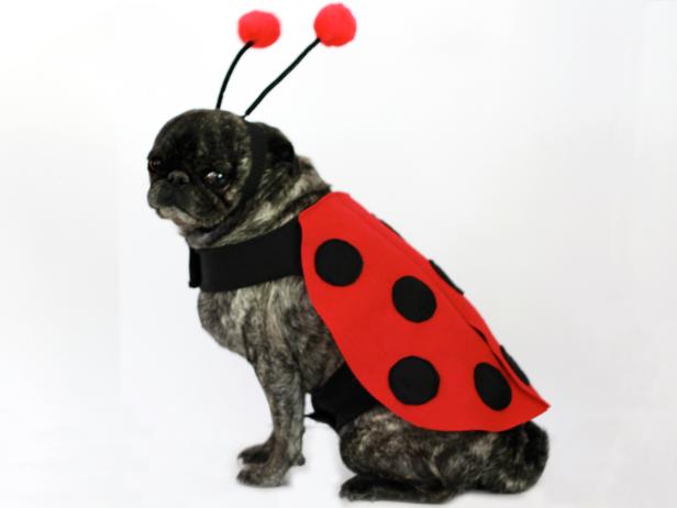 CI-Carla-Wiking_Halloween-Dog-in-lady-bug-kostým_h