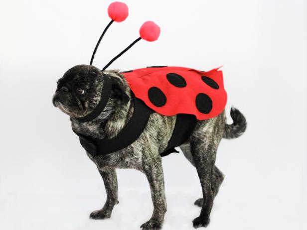ทำชุดฮาโลวีน Ladybug สำหรับสุนัข
