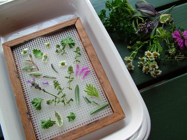 Para hacer un collage, coloque hojas, flores, tallos o cabezas de semillas boca abajo en la malla de su molde de hoja.