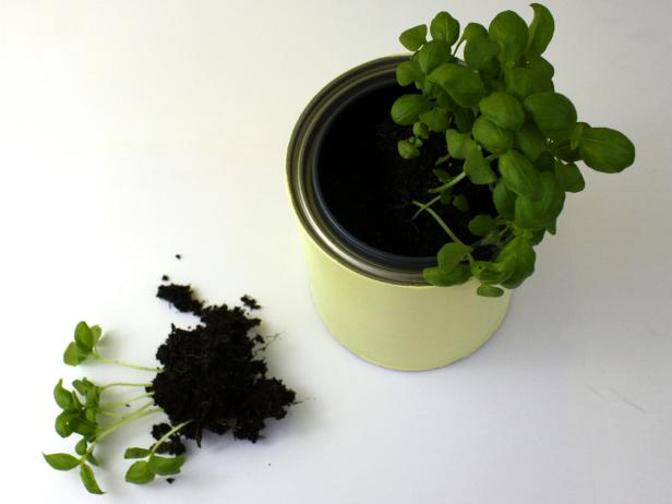 CI-Tiffany-Threadgould_paint-can-herb-planters-basil_s3x4