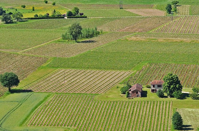 Proljetni vinogradi na području Cahors, jugozapad Francuska