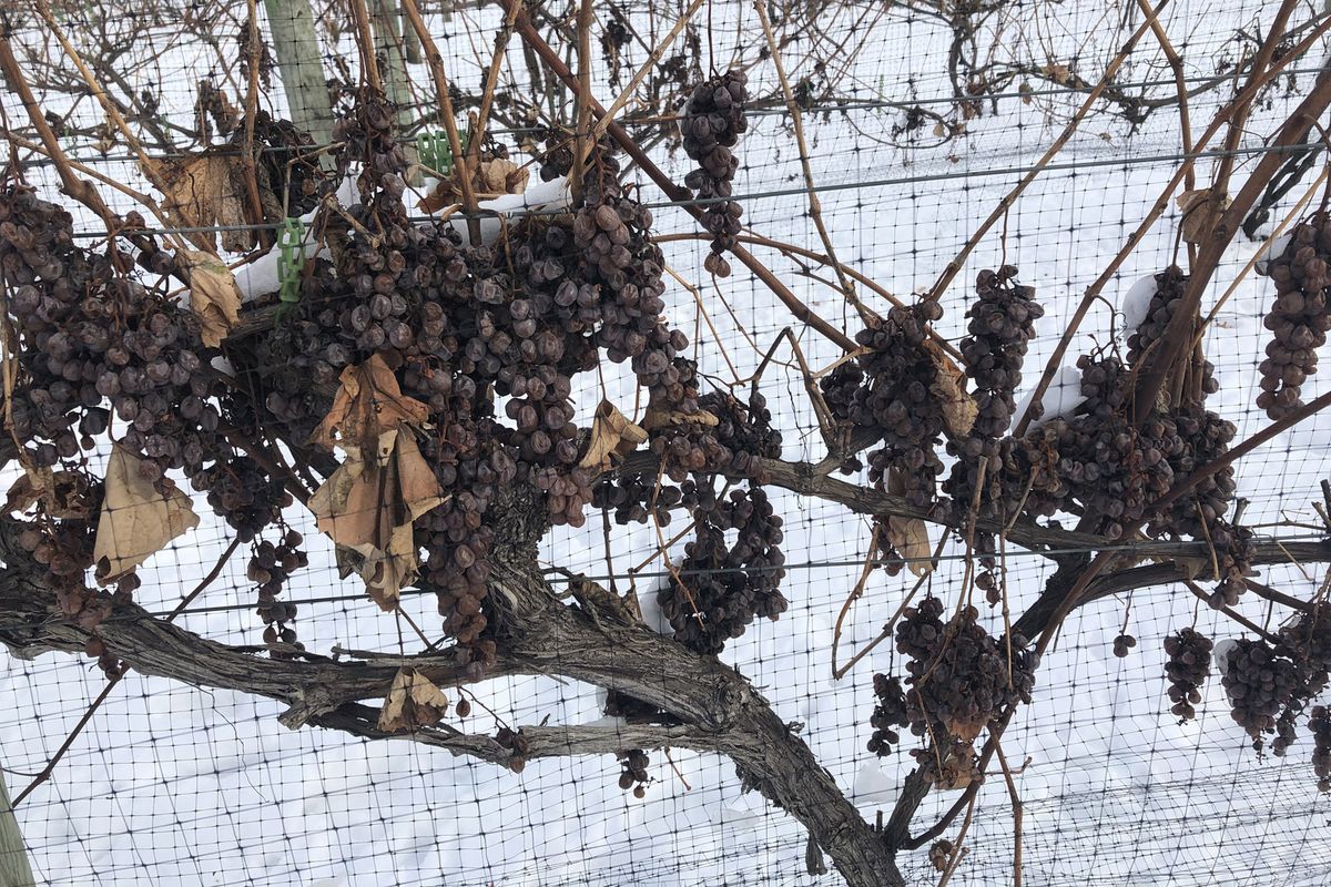 Külmutatud viinapuud järgmise peatüki veinitehases New Prahas, Minnesota / Timothy Tullochi foto