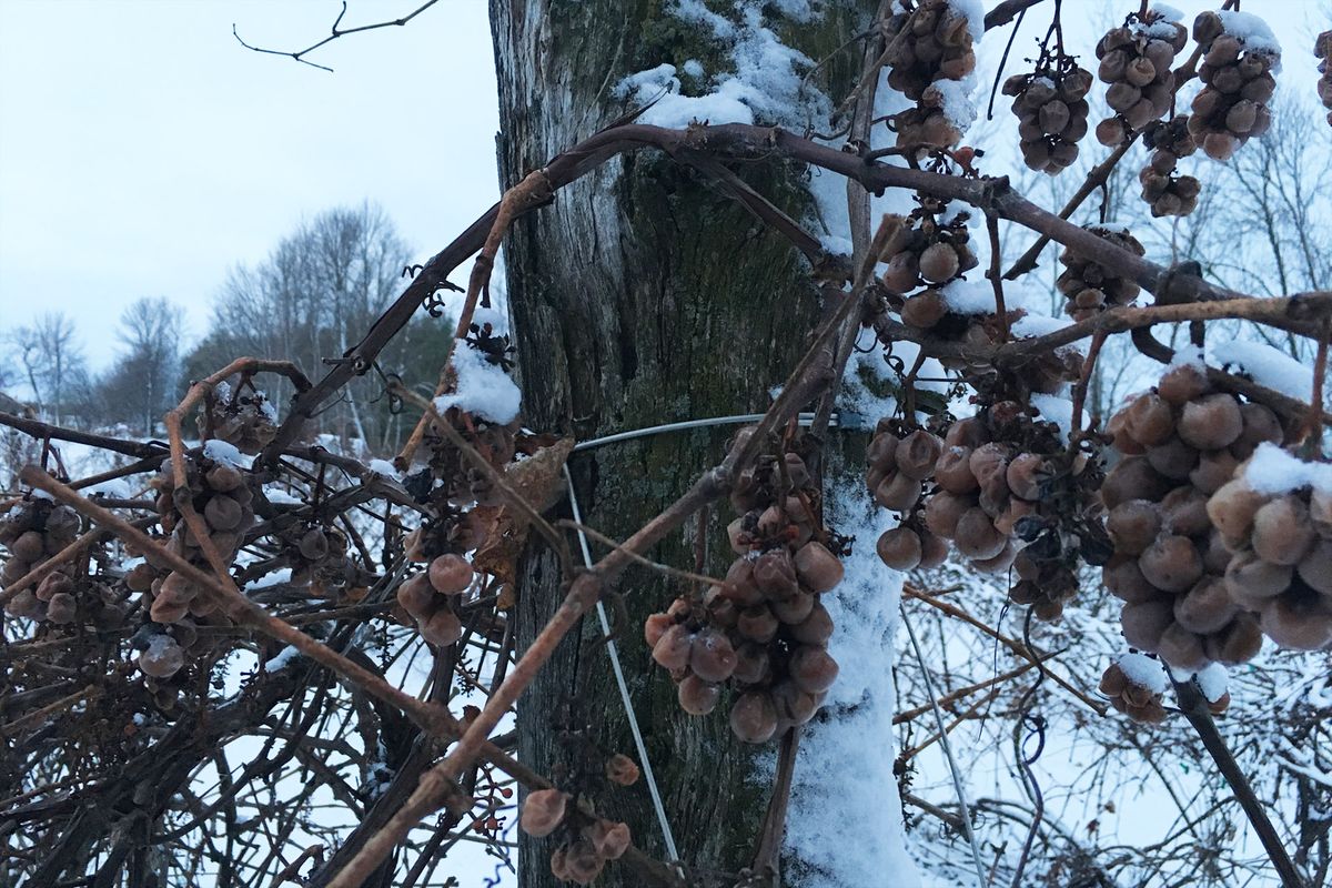 Uvas cubiertas de nieve en Springs Winery, Greenleaf, Wisconsin.