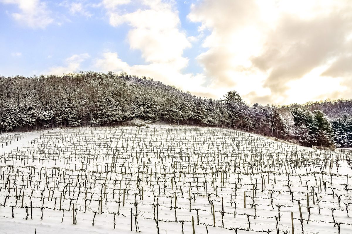 La gran tradición del vino de hielo del medio oeste estadounidense