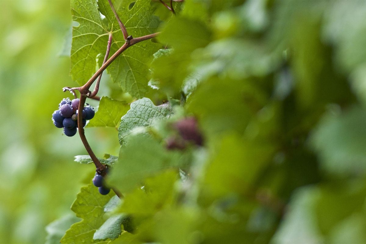 rosou pokryté pinotové hrozny stále ve vinici na vinici.