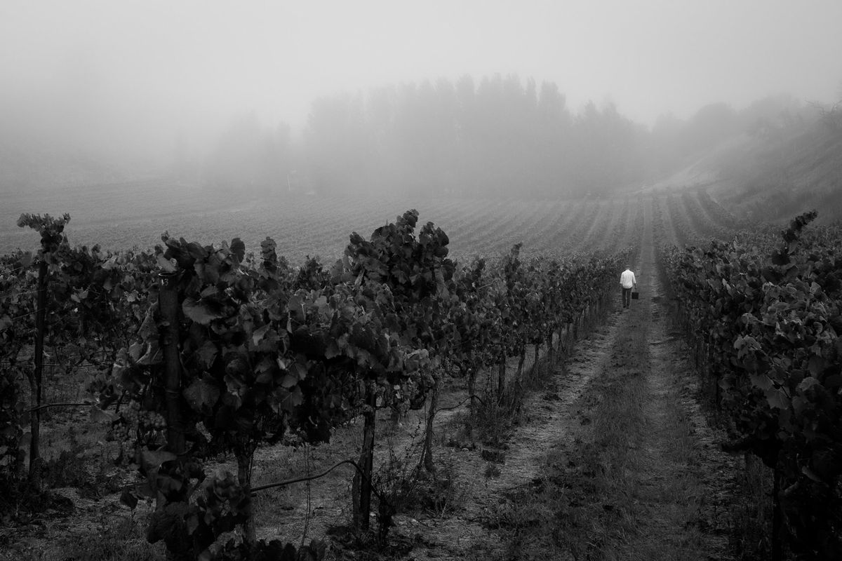 svartvit bild av vingårdar i dimma