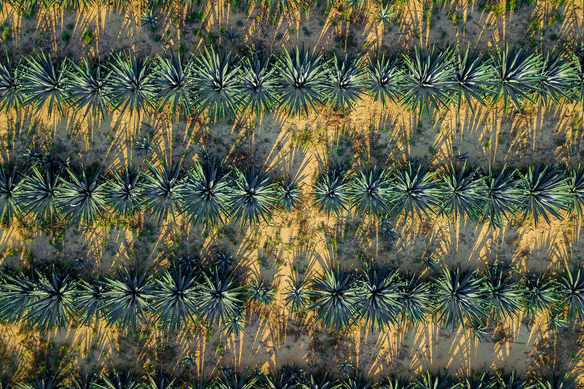 Vista aérea de agave
