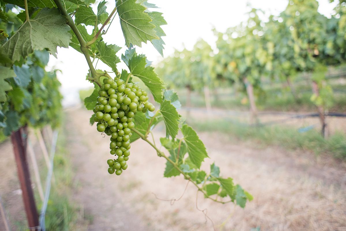 Biodinamični muškatni beli na trti v vinogradu Wilridge, kleti in destilarni