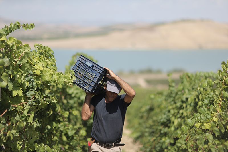 Utforsk Sicilia: Italias største organiske vingårder
