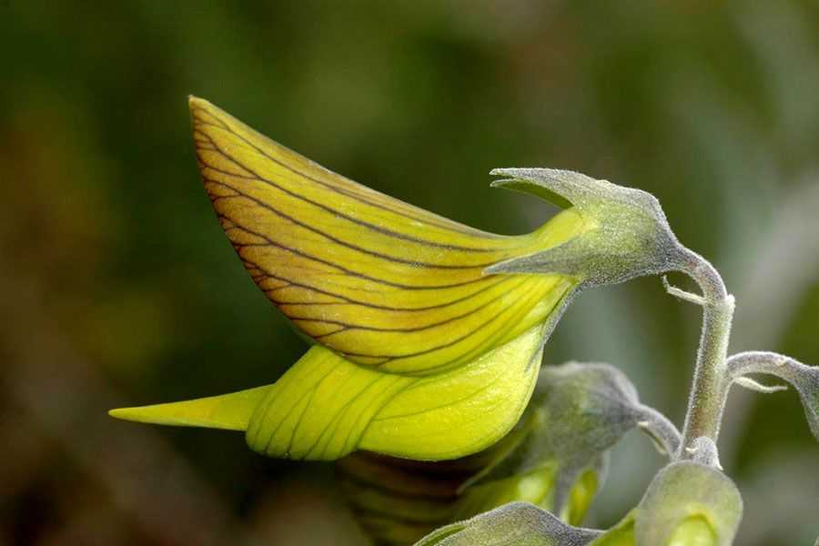 Esta flor australiana parece un colibrí en vuelo