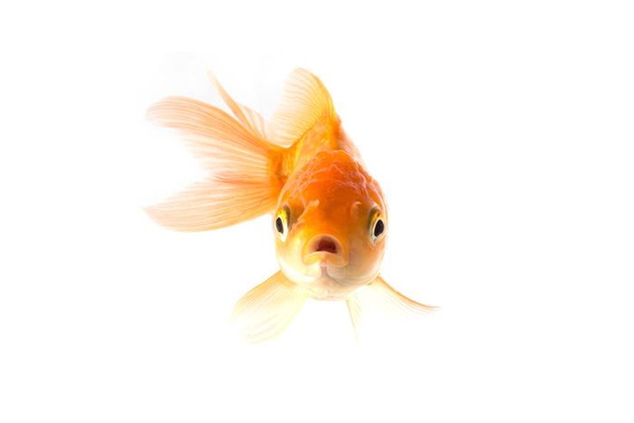 Zakaj se zlate ribice do škrg napolnijo z alkoholom