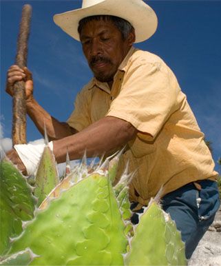 Agaavi kasvatamine Oaxacas.