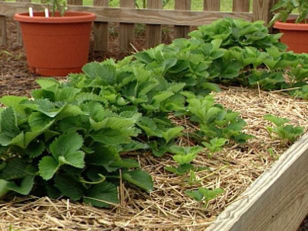 Mulch din jordbærseng for at bevare fugt, for at forhindre spredning af sygdomme, for at hjælpe med at undertrykke ukrudt og for at holde bærene rene og jordfrie