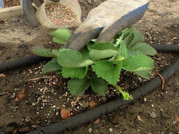 Si s’aplica fertilitzant granular a la taca de maduixa, apliqueu-lo quan el fullatge estigui sec i eviteu-lo a les fulles.