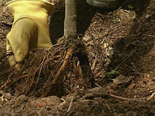 Stavite smokvu u rupu za sadnju, postavljajući je tako da je krošnja smokve 2 ili 3 centimetra ispod okolnog tla i raširite korijenje prema van i prema dolje.