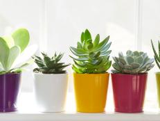 Kaktusz és pozsgás növények