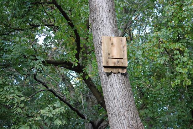 Una casa de murciélagos de cedro instalada en un árbol.