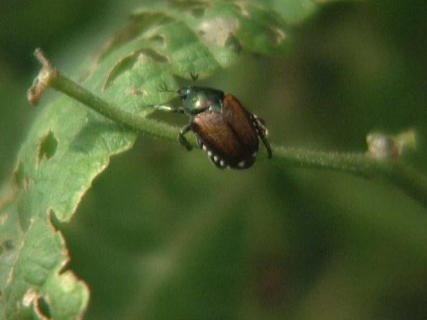 El escarabajo de la hoja se alimenta de la hoja de Edamame