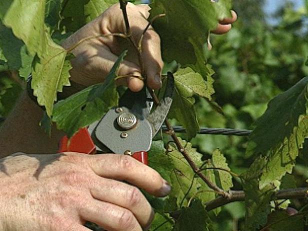 Orezajte vinič pre zdravé rastliny.